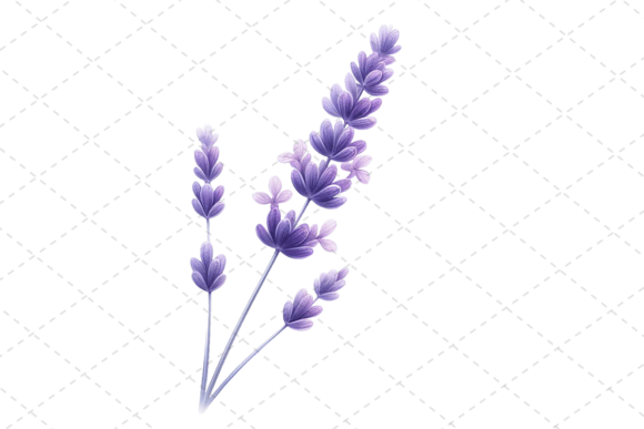 Download Lavender Bliss Watercolor Clipart - Premium Resources