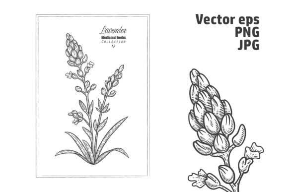Download Lavender Illustration. Line Art. Vector - Lavender illustration Collection